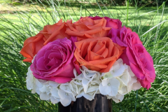 Lilys-Banquet-Tall-pink-orange-Tall
